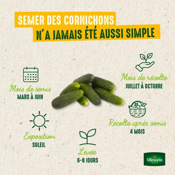 Potagères - Cornichon Fin de Meaux - image